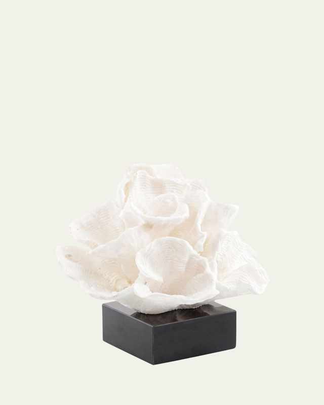 Foliose Coral on Black Marble Base